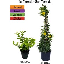 Odea Gardenbox Yoğun Kokulu Ful Yasemin Fidanı + Sarı Yasemin Fidanı 2'li Kokulu Bahçe Peyzaj Seti