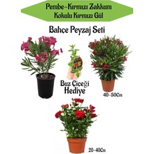 Odea Bahçe Seti 2 Adet Limoni Servi Fidanı+ 1 Adet Kırmızı Gül Fidanı+Hediye Buz Çiçeği, BTSNN23032439
