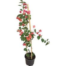 Odea Gardenbox Sırık Begonvil, Fuşya Çiçekli, Bougainvillea