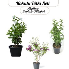 Odea Saksılı Balkon Bahçesi Seti Filbahri- Melisa ve Leylak Ile Mini Bahçenizi Kurun