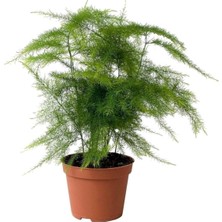 Odea Gardenbox Asparagus Setaceus Kuşkonmaz Iç Mekan Bitkisi, Ø:12 Cm, H:35 cm