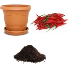 Odea Gardenbox Ithal Acı Wyang Ping Biberi Tohumu, 10 Adet Ekim Seti, Tohum + Toprak + Saksı