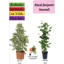 Odea Beyaz Alacalı Benjamin Bitkisi+ Katmerli Ful Yasemin+ Buz Çiçeği