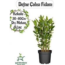 Odea Yoğun Kokulu Defne Fidanı 30-60CM 1 Adet Saksılı/tüplü Bahçe Bitkisi (Laurus Nobilis)
