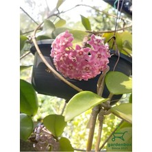 Odea Nura Botanik Mum Çiçeği Pembe Renk, 10-20 cm Saksılı
