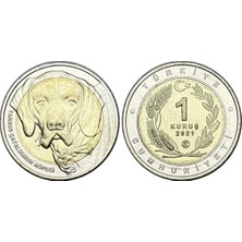 Emir Koleksiyon Coin & Paper Collection Türkiye 2021 Yılıhayvanlar Serisi Tarsus Çatalburun Köpeği 1 Kuruş Bimetal Çil
