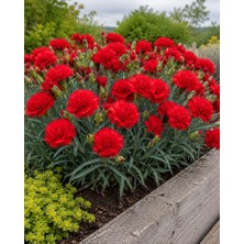 Bahçevilya Kırmızı Karanfil Fidanı [dianthus Caryophyllus] 1-2 Yaş Arası