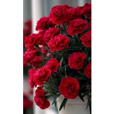 Doğaşık Kırmızı Karanfil Fidanı 1-2 Yaş Arası [dianthus Caryophyllus] Canlı Kırmızı Çiçekli