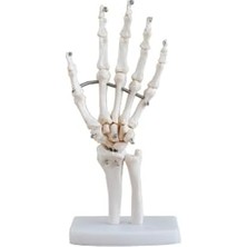 Toptan Budur El Eklemi Modeli ve Maketi