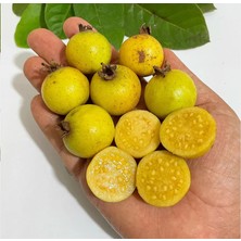 Taber Üzüm Guava Fidanı – Nadir Sarı Meyveli Egzotik Guava Çeşidi | Psidium Guineense