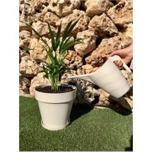 Toptan Budur Ekodoğa Kabı Çiçek Bitki 2 L Krem Bahçe Hortumu