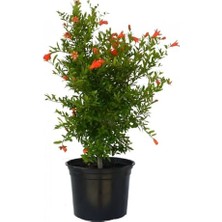 Toptan Budur Bodur Süs Narı; 30-60 Cm, Saksılı, Çiçekli Bodur Bitkiler, Pomegranate Tree