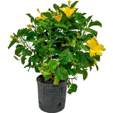 Taber Fort Myers Yellow Sarı Japon Gülü Fidanı – Canlı Sarı Çiçekli Hibiscus Rosa-Sinensis | 40–100 cm