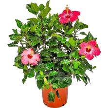 Taber Painted Lady Pink Japon Gülü Fidanı – Pembe Kırmızı Çiçekli Özel Hibiscus Rosa-Sinensis | 40–100 cm