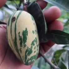 Taber Chalta Khas Alacalı Mango Fidanı – Aşılı Nadir Variegata Koleksiyon Mangosu | Mangifera Indica