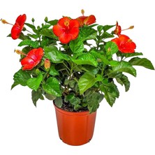 Taber President Red Japon Gülü Fidanı – Canlı Kırmızı Çiçekli Hibiscus Rosa-Sinensis | 40–100 cm