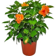 Taber Double Peach Katmerli Japon Gülü Fidanı – Şeftali Turuncu Çiçekli Hibiscus Rosa-Sinensis | 40–100 cm