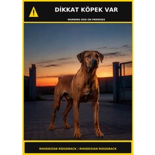 Ti Play Dikkat Köpek Var Rhodesian Ridgeback Görselli Pvc Uyarı Levhası 50X70CM