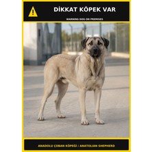 Ti Play Dikkat Köpek Var Anadolu Çoban Köpeği Görselli Pvc Uyarı Levhası 35X50CM