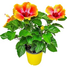 Taber Fiesta Çok Renkli Japon Gülü Fidanı – Sarı Turuncu Kırmızı Çiçekli Özel Hibiscus | 40–100 cm
