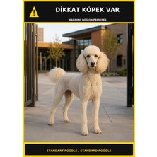 Ti Play Dikkat Köpek Var Standart Poodle Görselli Pvc Uyarı Levhası 35X50CM