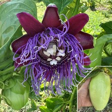 Taber Dev Granadilla Fidanı Passiflora Quadrangularis 40–60 cm – Dev Meyveli Mor Çiçekli Tropikal Çarkıfelek