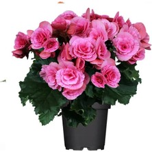 The Best Online Thebestonline Ithal Pembe Gül Begonya, Saksıda