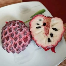Taber Isan Indigo Şeker Elması Fidanı – Koyu Mor Meyveli Nadir Tayland Çeşidi | Annona Squamosa