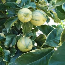 Taber Alacalı Limon Fidanı – 2–3 Yaş Aşılı Bodur Variegated Lemon | Meyve Vermeye Hazır Özel Koleksiyon Çeşidi