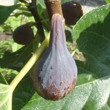 Taber Celeste Şeker Inciri Fidanı – Çok Tatlı Nadir Amerikan Inciri | Ficus Carica ‘celeste’