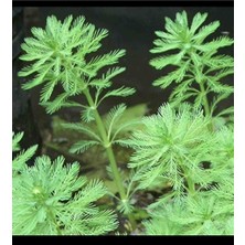 Derlifbeysu Yld Akvaryum Bitkisi (5dal)Bakımı Kolay Myriophyllum Aquaticum