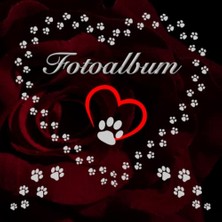 Toptan Budur Köpek ve Kedi Fotoğraf Albümü, Evcil Hayvan Hatıra Defteri, Rose 01