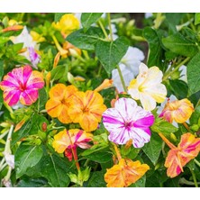Karahasanoğlu Tarım YERLİ AKŞAM SEFASI ÇİÇEĞİ TOHUMU 5 ADET TOHUM
