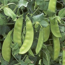 Karahasanoğlu Tarım Yerli Yaprak Bezelye Tohumu (İlaçsız) 500 Gr