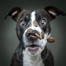 Prime 3D Vieler Fotoğraf Köpek Puzzle 100 Parça 20511
