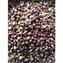 Karahasanoğlu Tarım TEK DİŞ MÜRDÜK SARIMSAĞI TOHUMU (ARPACIK) 50 GR ORT 150 AD TOHUM