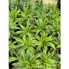 Dracena Dremensis