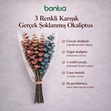 Bontia 3 Renkli Karışık Gerçek Şoklanmış Okaliptüs Demeti – Dekoratif Okaliptüs - Gerçek Okaliptus