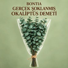 Bontia Doğal Yeşil Okaliptüs Demeti – Gerçek Okaliptüs, Şoklanmış Büyük Okaliptus Demeti