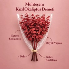 Bontia Gerçek Kızıl Şoklanmış Okaliptüs Demeti | Doğal Dekoratif Okaliptus