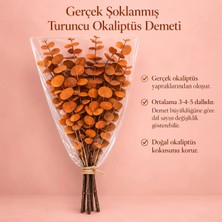 Bontia Gerçek Şoklanmış Turuncu Okaliptüs Demeti | Doğal Kokulu | Büyük Yaprak Büyük Demet