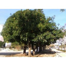 Ases Fidan 4 YAŞ SAKSIDA İSRAİL(İSKENDERUN) KAUÇUK AĞACI (Ficus nitida)  FİDANI BOY 150-180 CM