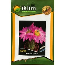 Karahasanoğlu Tarım KAKTÜS ÇİÇEĞİ TOHUMU - CRASSULA LYCOPODIOIDES (~ Takribi 50 Tohum)