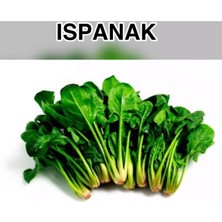 Karahasanoğlu Tarım Yerli Ispanak Tohumu - 25 Gr (ort 2000 Ad)