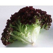 Karahasanoğlu Tarım Yerli Kırmızı Kıvırcık Marul Tohumu (Akdeniz Yeşilliği) 3 gr (Ort 2250 Ad)