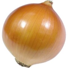 Karahasanoğlu Tarım Yerli Sarı Soğan Tohumu - 10 Gr (ort 2500 Ad Tohum)