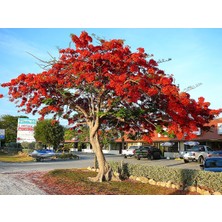Belirtilmemiş Kıbrıs Ağacı (40-60 Cm)