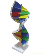 Vera Concept Store Dna Modeli 1 Paket Kartondan Dna Yapım Seti Dna Sarmalı Deney Yapım Seti Okul Materyali Fen Bilimleri