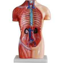Vera Concept Store Insan Anatomi Maketi Insan Organ Maketi (Cinsiyetsiz) 42 Cm, 18 Parçalı
