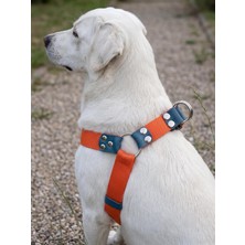 Vera Concept Store Köpek Göğüs Tasması Orta ve Büyük & Dev Irk Ayarlamalı Kolon Kordon Neon Turuncu